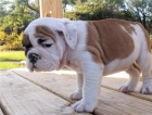 13 weeks english bulldog puppies available for adoption.both male and female available.they are beautiful and playful and always play with  other pets like cats and rabbits