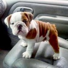 13 weeks english bulldog puppies available for adoption