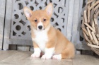 tata Pembroke Welsh Corgi, pipraven na nov domovy