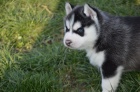 Siberian husky