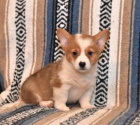 Milujc velsk Corgi (Pembroke)