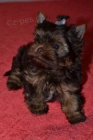 tata Yorkshire Terrier - okoldov