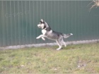 Sibisk husky chlapec a dvka FCI