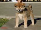 Japanese akita puppies