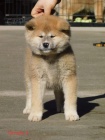 Japanese akita puppies