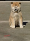 Japanese akita puppies