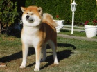 Japanese akita puppies