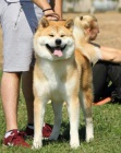 Japanese akita puppies