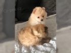 Pomeranian tata s PP FCI 