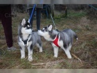 KC registroval ttka sibirskho husky s PP