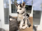 istokrevn sibisk husky ttka Testy DNA