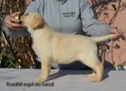 teniatka retrievera Labradora