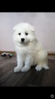 Sibisk samojed tata