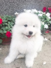 Sibisk samojed tata