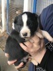 tata Border Collie