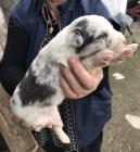 tata Border Collie