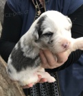 tata Border Collie