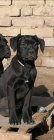 Cane corso tata