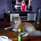 Akita Inu t fenka 8 tdn