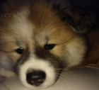 Akita Inu t fenka 8 tdn