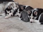 Sibirsk husky tenata.