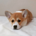 Welsh Pembroke Corgi tata