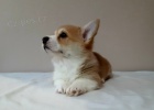 Welsh Pembroke Corgi tata