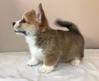 Welsh Pembroke Corgi tata