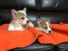 Welsh Pembroke Corgi tata