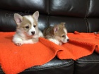 Welsh Pembroke Corgi tata