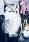 Cistokrevn  Sibirsk husky tentka s papry FCI -VDH / DCNH