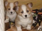 Pembroke Welsh Corgi tata na prodej