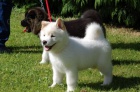 Akita inu