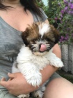 mini tata Shih-Tzu