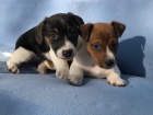 Jack Russell Terrier mu a ena