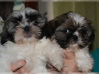 2  mini tata Shih-Tzu