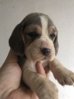 tata Blue Beagle