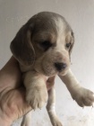 tata Blue Beagle