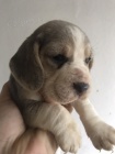 tata Blue Beagle