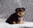 cute yorkshire terrier dog and bitch ready for new home, for more information please log in with Whatsapp number