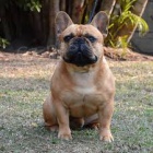 Scene of a French Bulldog ready for a new home, for more information log in with Whatsapp number FOR MORE DETAILS breed: French Bulldog