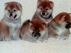 Shiba Inu