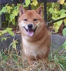 Shiba Inu