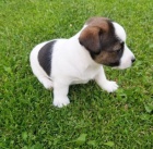 roztomil ttka jack russell