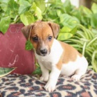 Roztomil ttka jack russell