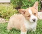 Okouzlujc velsk Corgi (Pembroke)