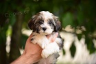 Havanese bichon tata