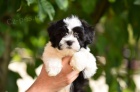 Havanese bichon tata