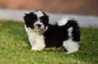 Havanese bichon tata