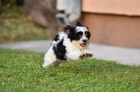 Havanese bichon tata